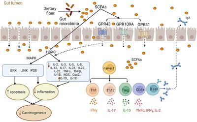 The roles and applications of short-chain fatty acids derived from microbial fermentation of dietary fibers in human cancer